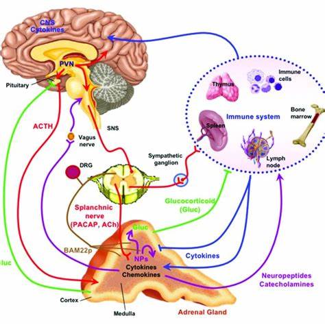 Brain-Adrenal-Immune System Pathways