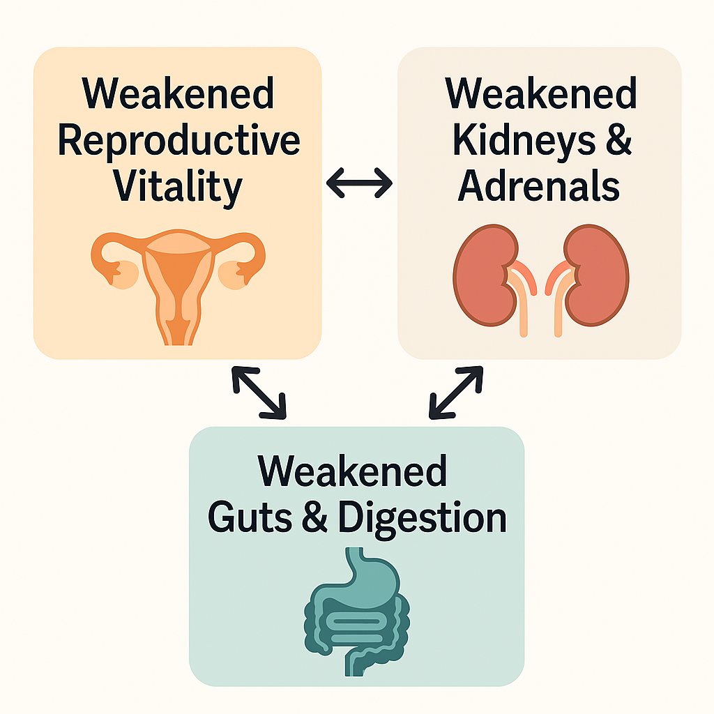 Interconnected reproductive, kidney/adrenal, and gut/digestion systems