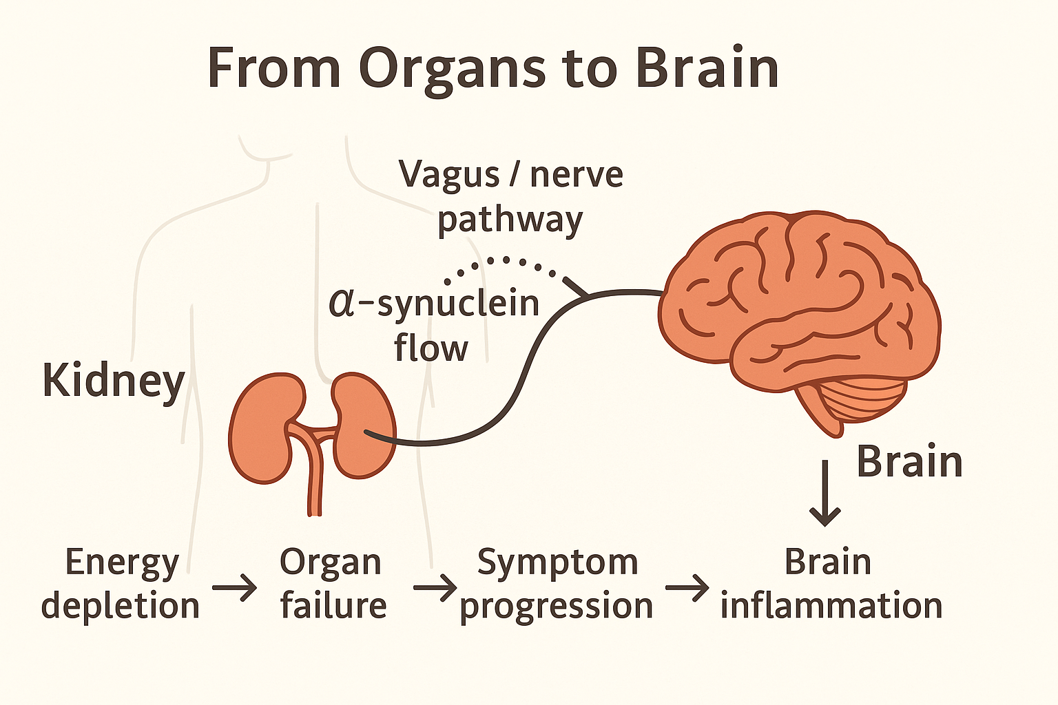Kidney to Brain Connection via Vagus Nerve